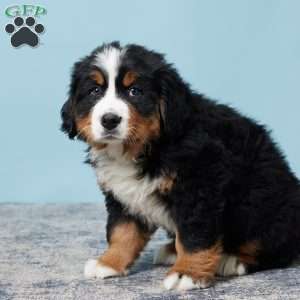 Ricky, Bernese Mountain Dog Puppy